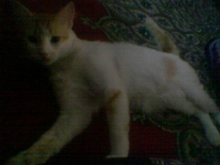 mon chaaaaa
